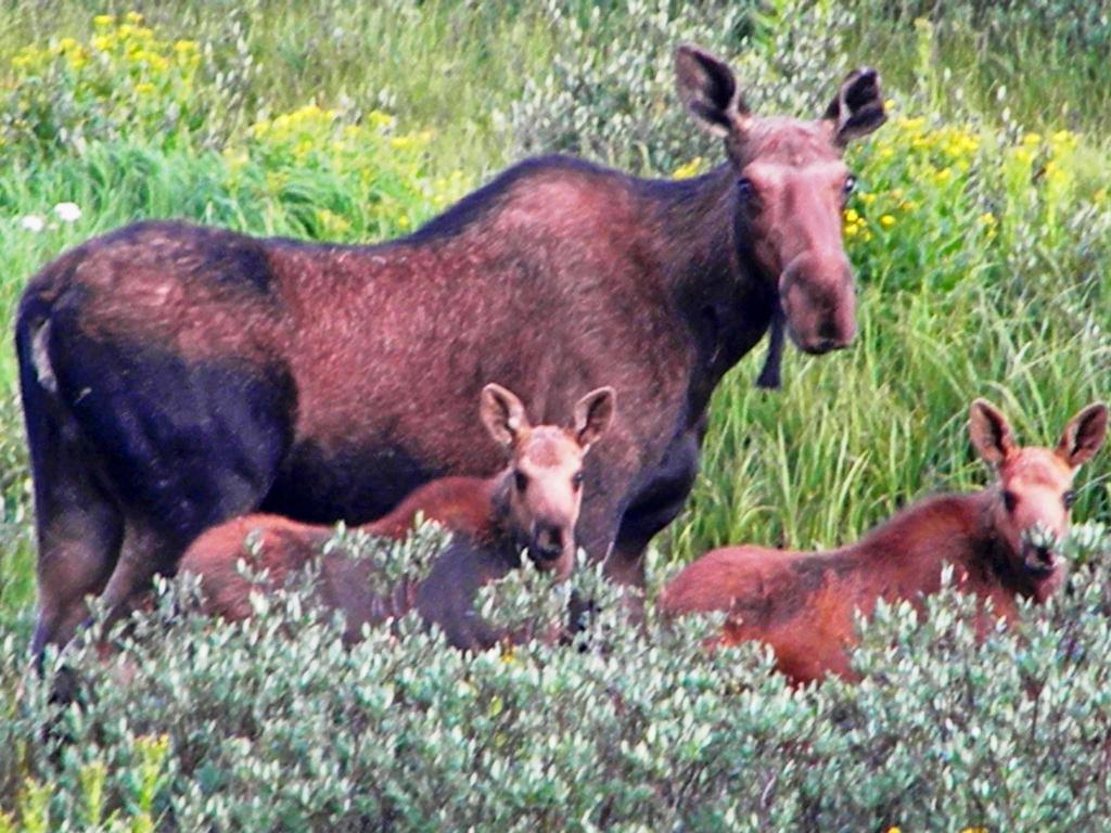 Medicine Bow Lodge Tenmile ภายนอก รูปภาพ